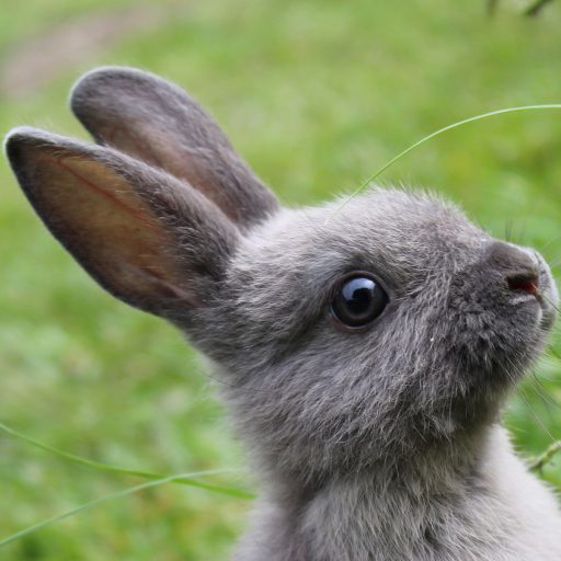 Kaninchenpflege Tipps