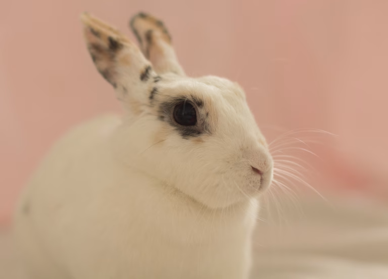 Kaninchen frisst nicht: Ursachen und was jetzt hilft auf kaninchenpflegetipps.de